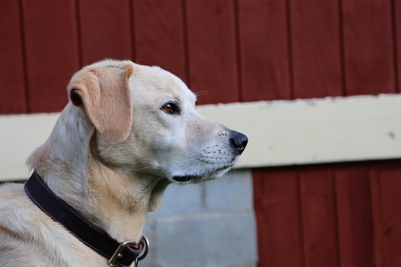 DDOS测试|任天堂俄区账号注册