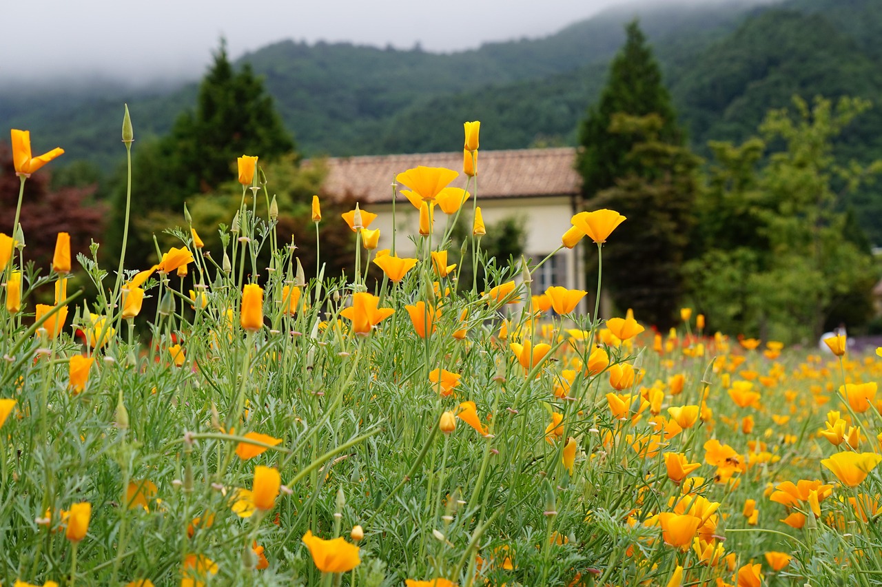 世纪佳缘实名账号:网络平台充值代理